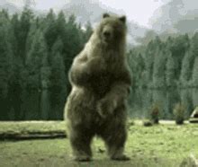 funny bear gifs.
